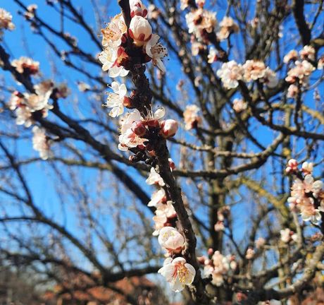 Proleće voće cveće