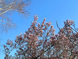 Proleće voće cveće