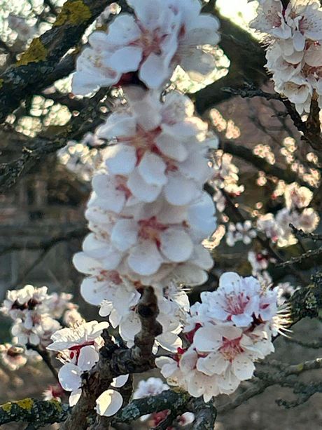 Proleće voće cveće