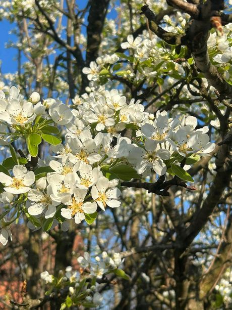 Proleće voće cveće