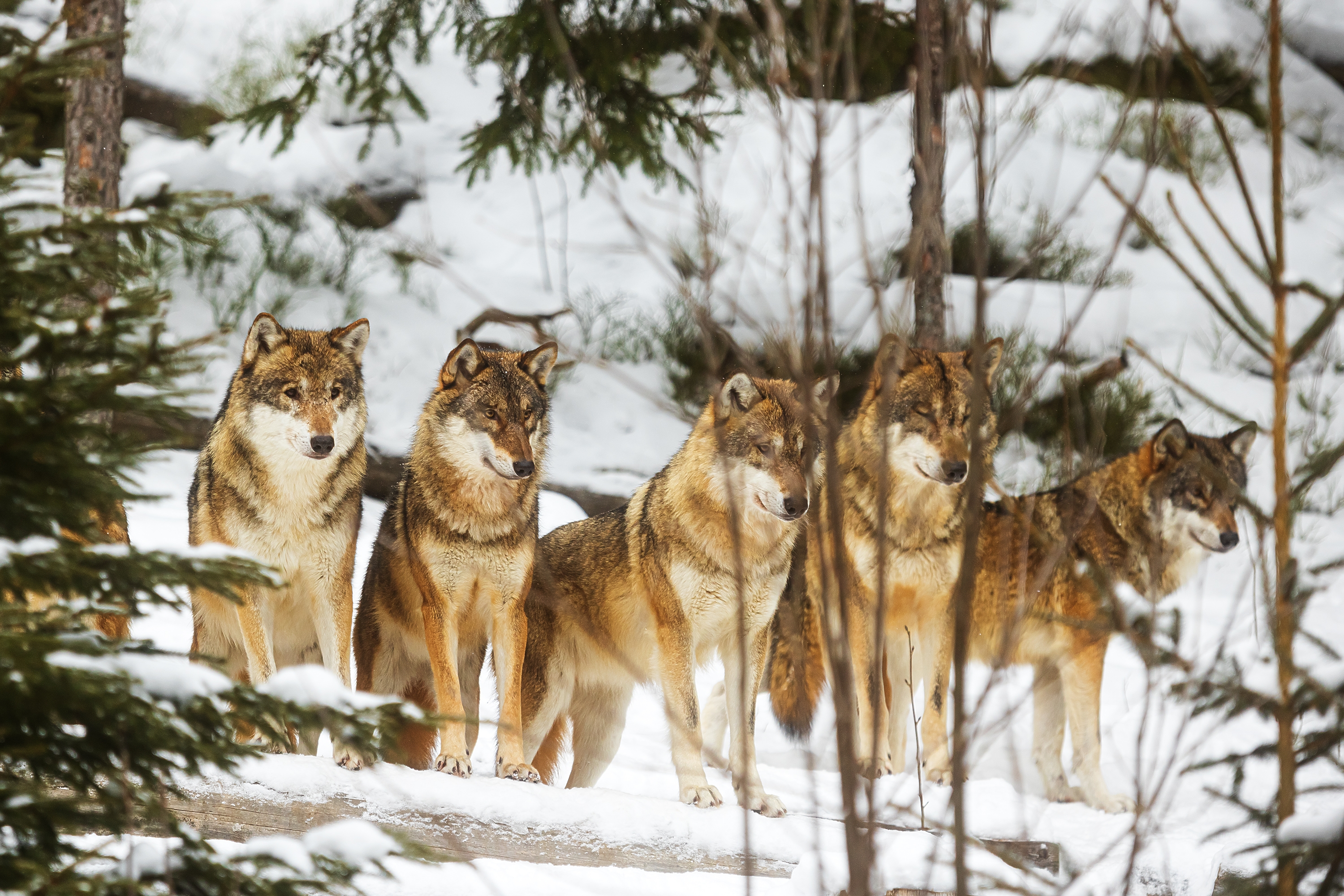 Organizacija za zaštitu životinja i čuvena oaza divljih vrsta EUTANAZIRALA CEO ČOPOR svojih sivih vukova