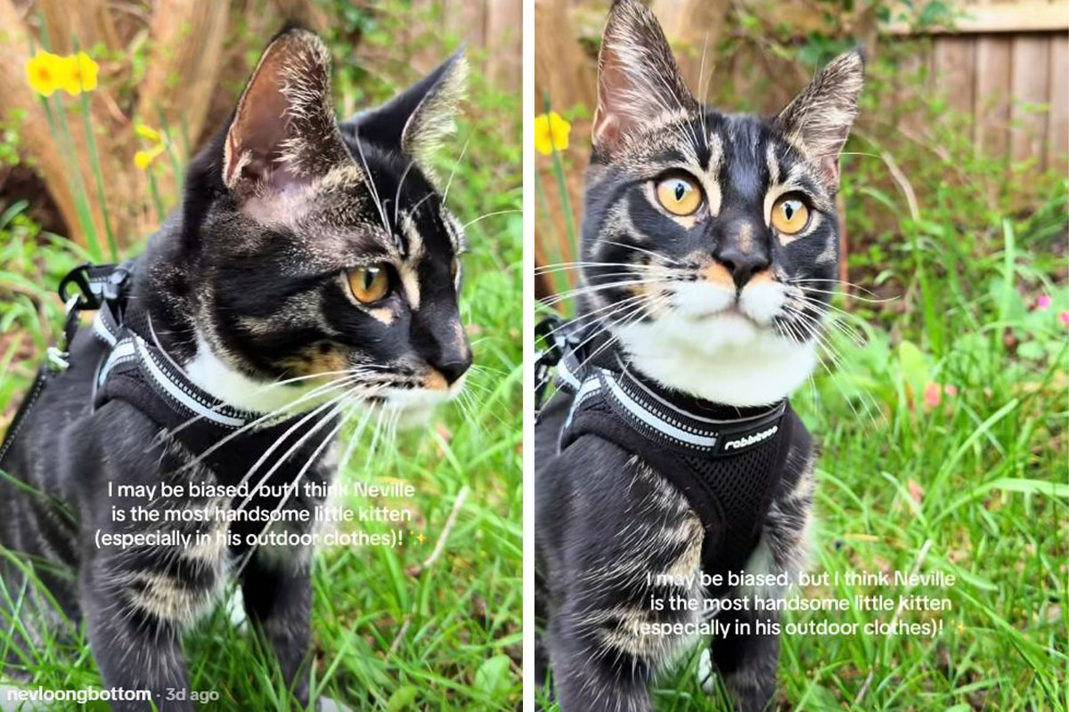 Nevil, mačak koji postaje tigar: Retku kombinaciju bengalca i mejn kuna ne može nabaviti svako