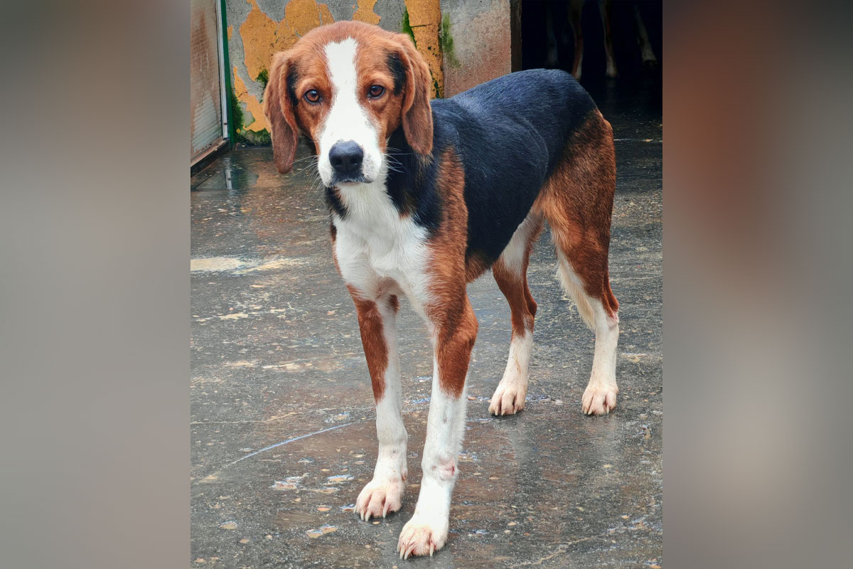 Mora li Lena da bude ovoliko tužna: Još jedan odbačen lovački pas pati iza rešetaka azila