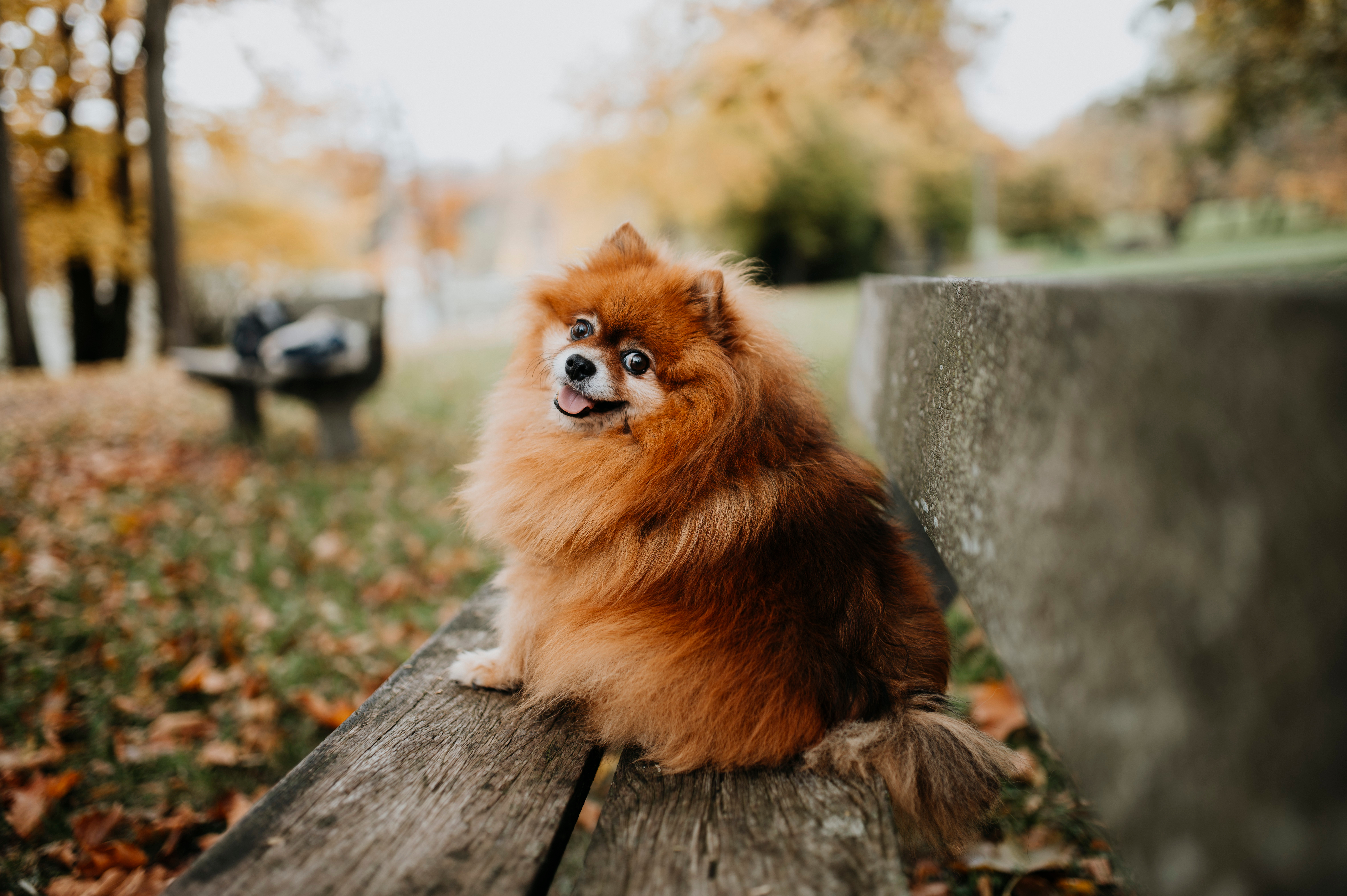 Mali pomeranac izvodi jutarnji balet pred kamerom: Razlog čudnog istezanja više nego ozbiljan