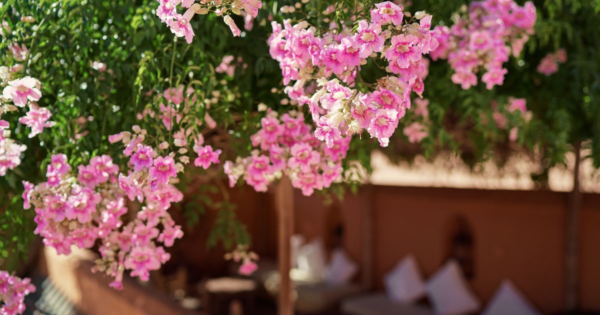 Penjačka biljka koja 