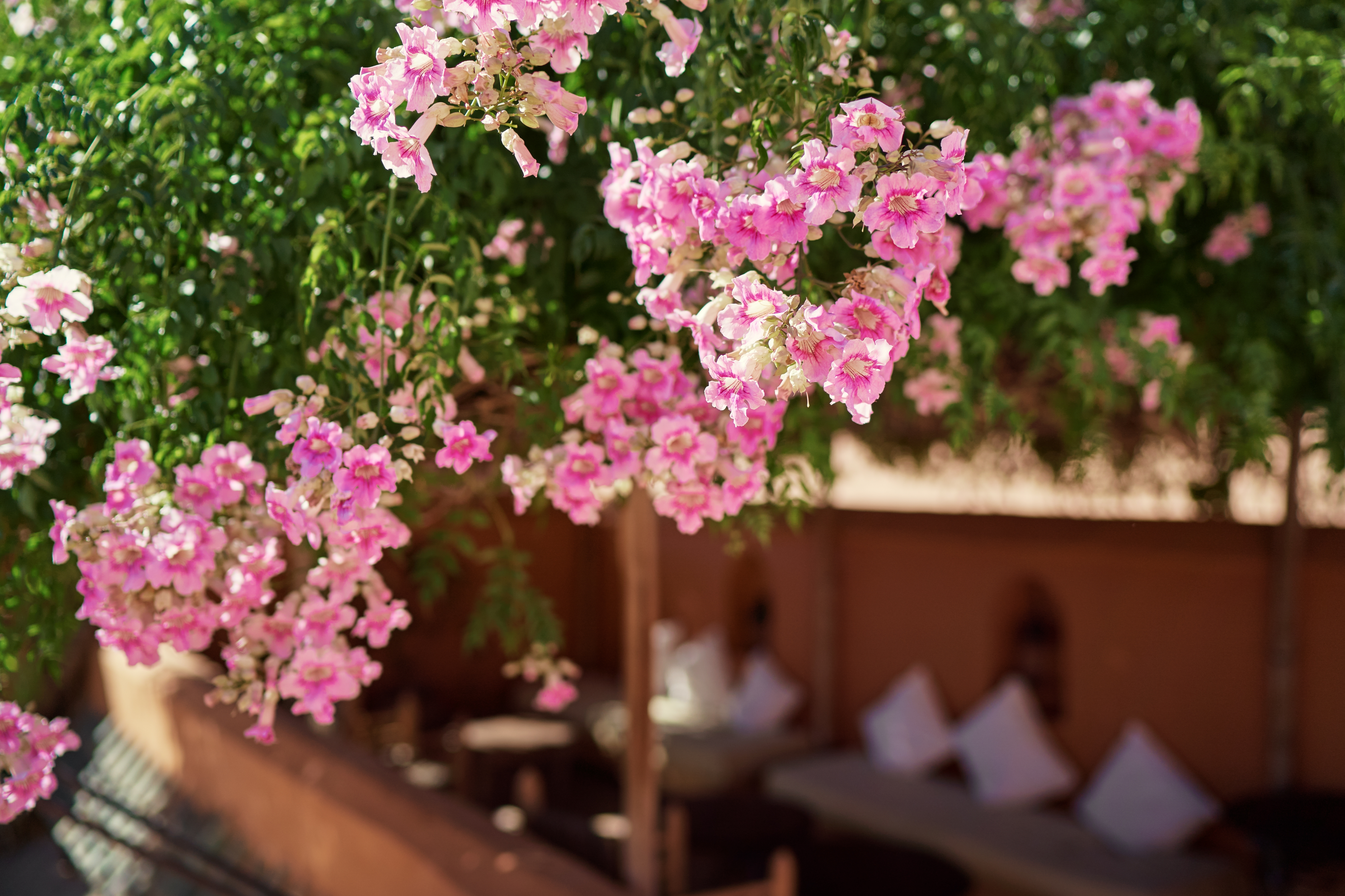 Puzavica koja cveta celo leto i privlači leptire: Jedna biljka pravi baštu koja izgleda živo, ne sređeno