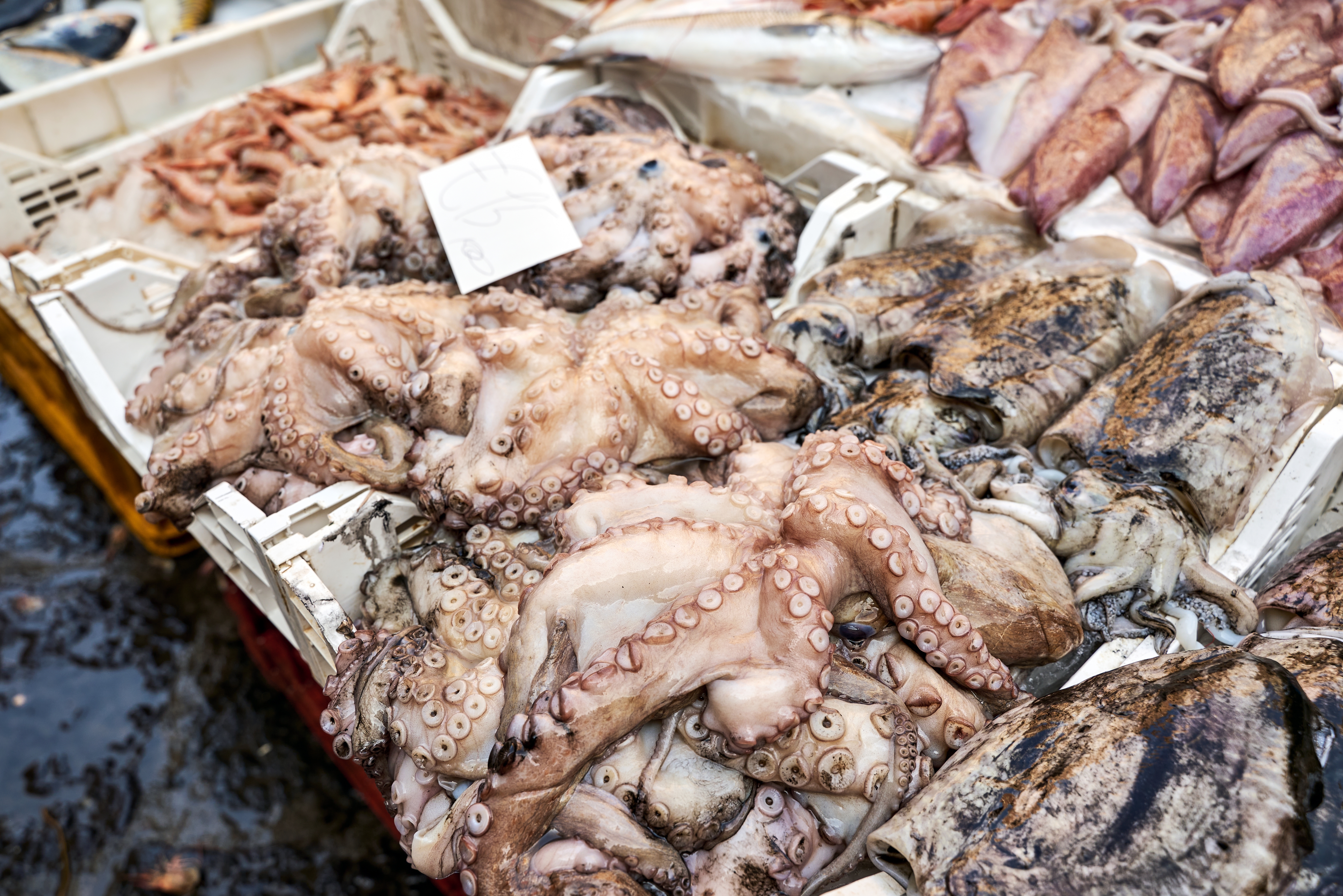 Meksiko zabranjuje uzgoj hobotnica: Više od 50% smrtnosti i kanibalizam otkrili pravu cenu industrije