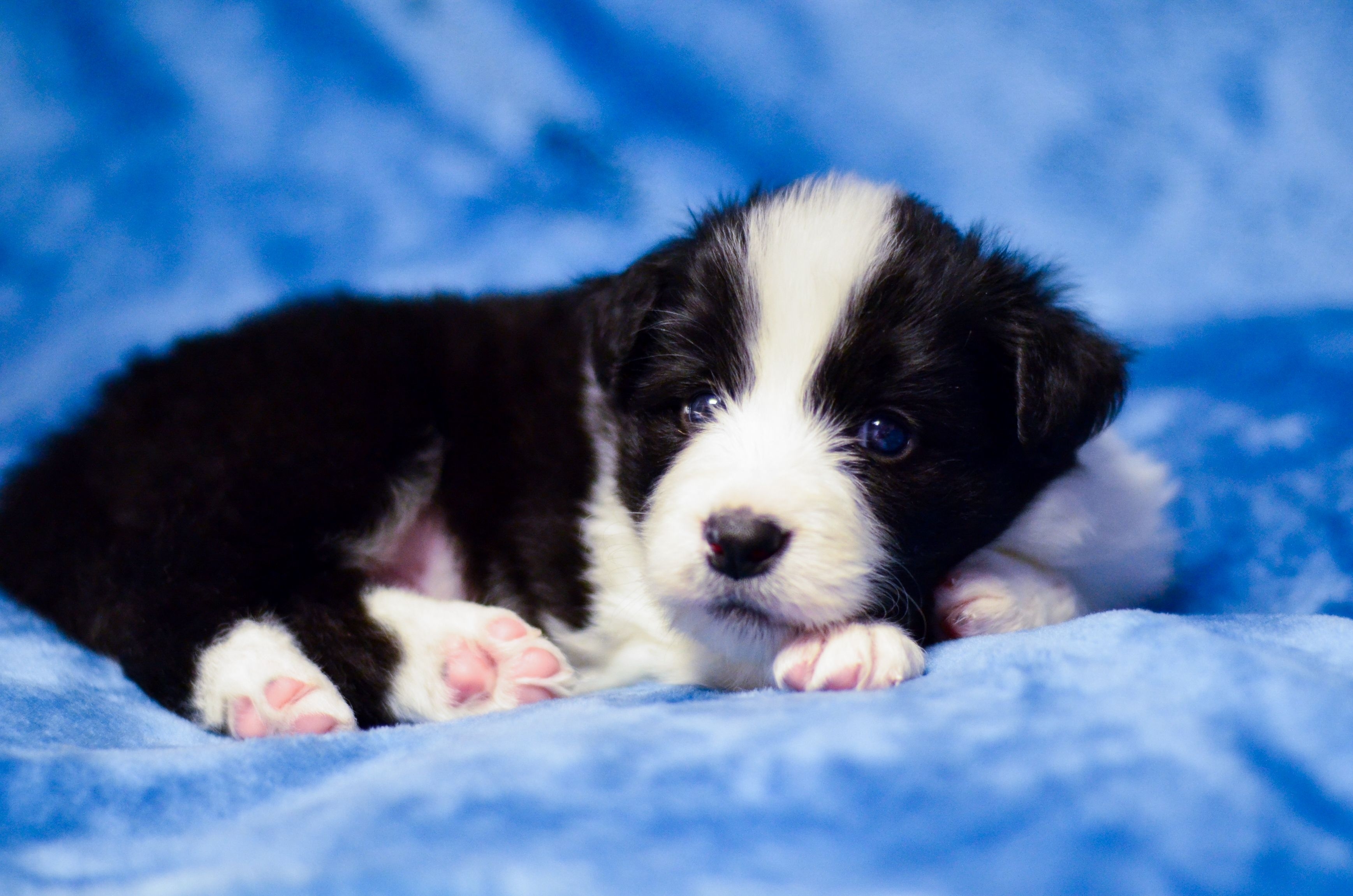 Mreže usijane zbog Pikla: Da li je moguće da u leglu border kolija bude OVAKVO ŠTENE?