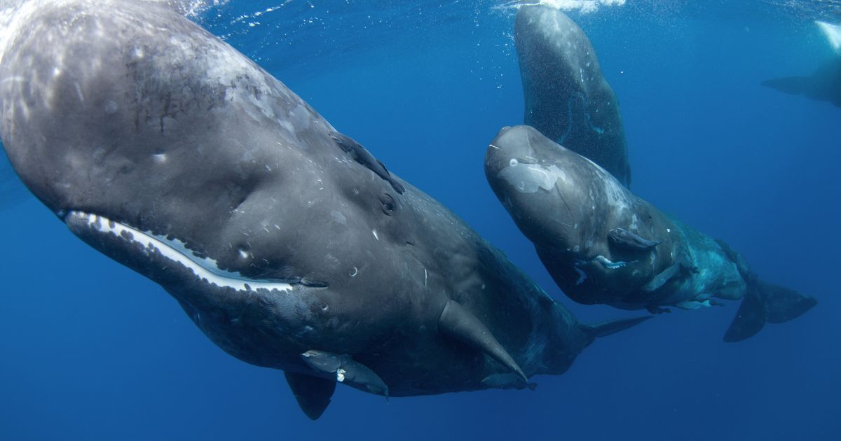 Zabeležen redak trenutak u prirodi: Snimljen porođaj ženke kita, ovako mali džinovi dolaze na svet!