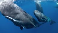 Zabeležen redak trenutak u prirodi: Snimljen porođaj ženke kita, ovako mali džinovi dolaze na svet!