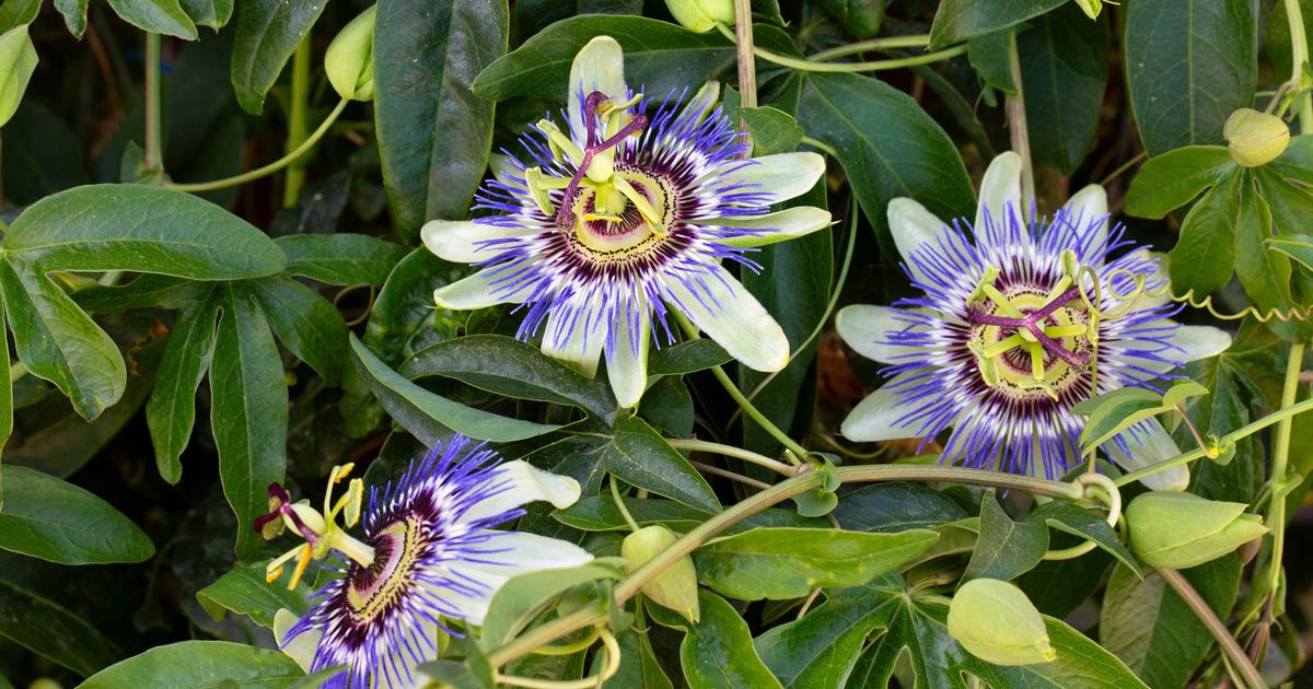 Biljka koja pretvara dvorište u raj za leptire: Njen cvet izgleda magično, jednom je posadite i mirni ste