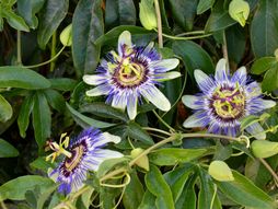Pasiflora, Hristov venac cvet biljka
