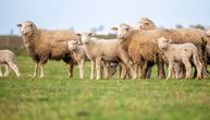 Voz pregazio 89 ovaca, a državna agencija traži da pastiri plate 25.000 evra za nastalu štetu