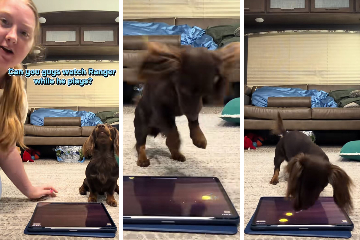 Ume li vaš PAS da KORISTI AJPED? Patuljasti jazavičar Rendžer "razbija" igricu Veseli pas, gledaoci zanemeli