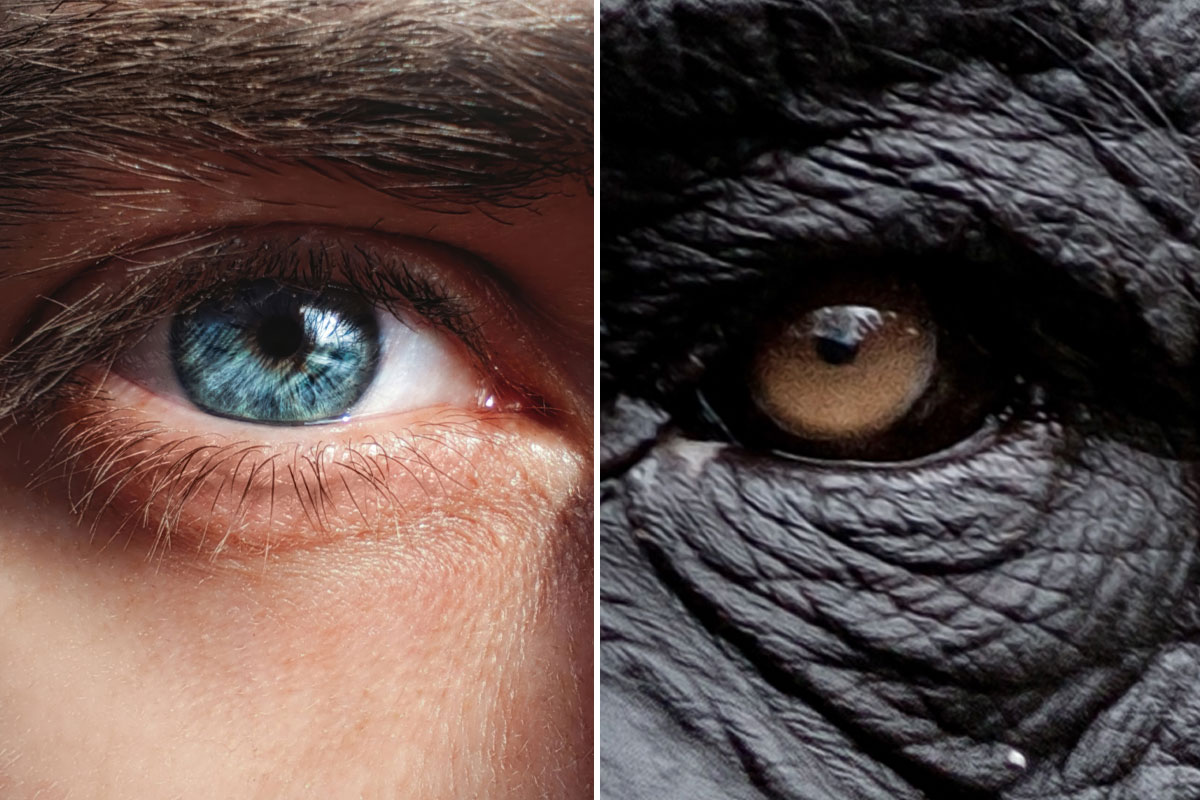 Zašto su ljudi jedini primati sa belim beonjačama?