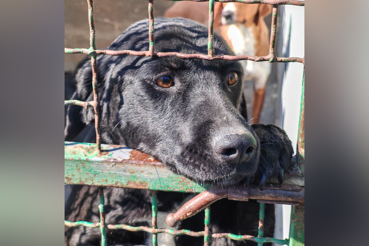 Dobra Mila iz azila traži dom: Crni pas naučio da KROZ REŠETKE KAVEZA dobije malo nežnosti i pažnje