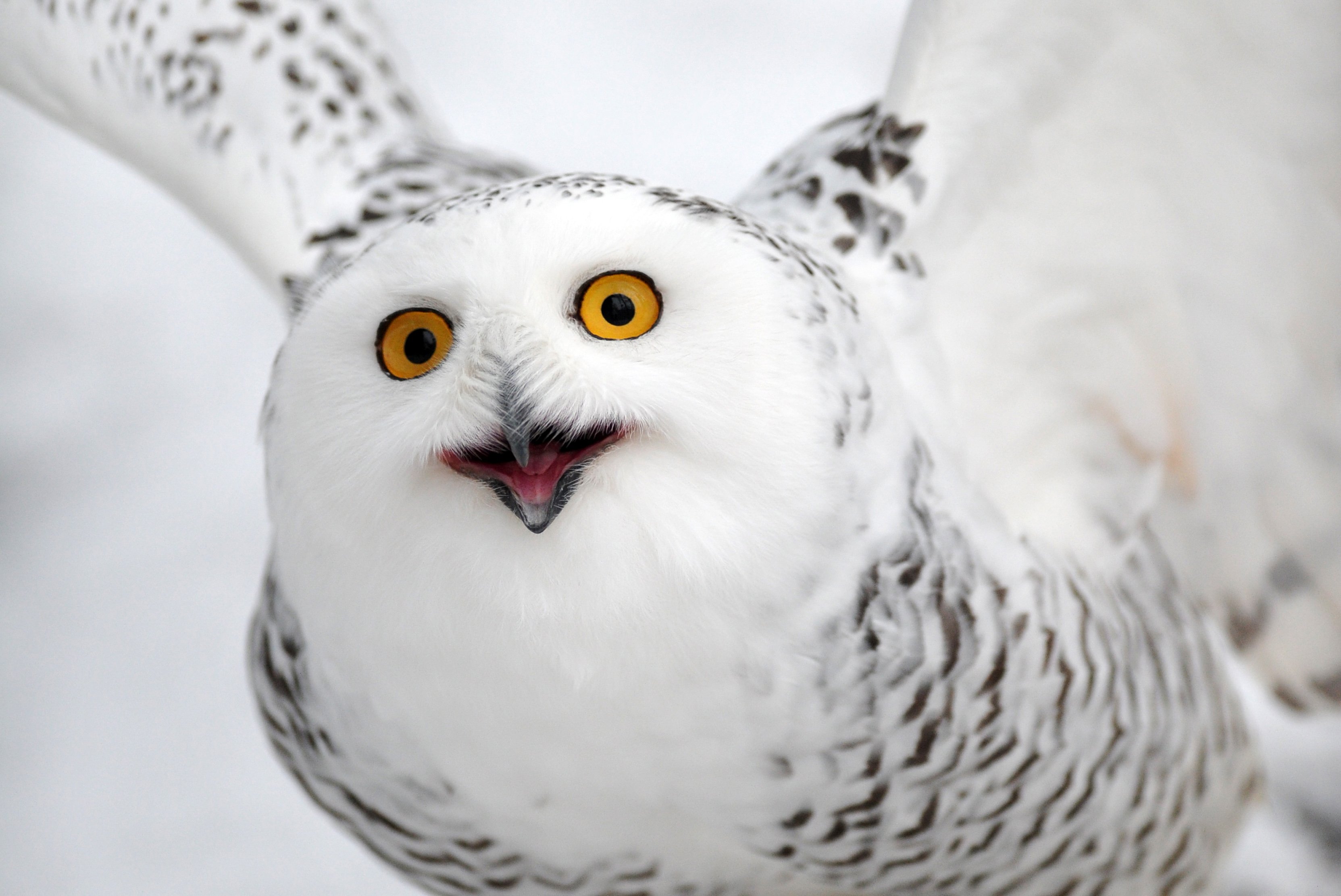 UN: 40 migratornih vrsta stavljeno pod zaštitu, među njima i sova Harija Potera