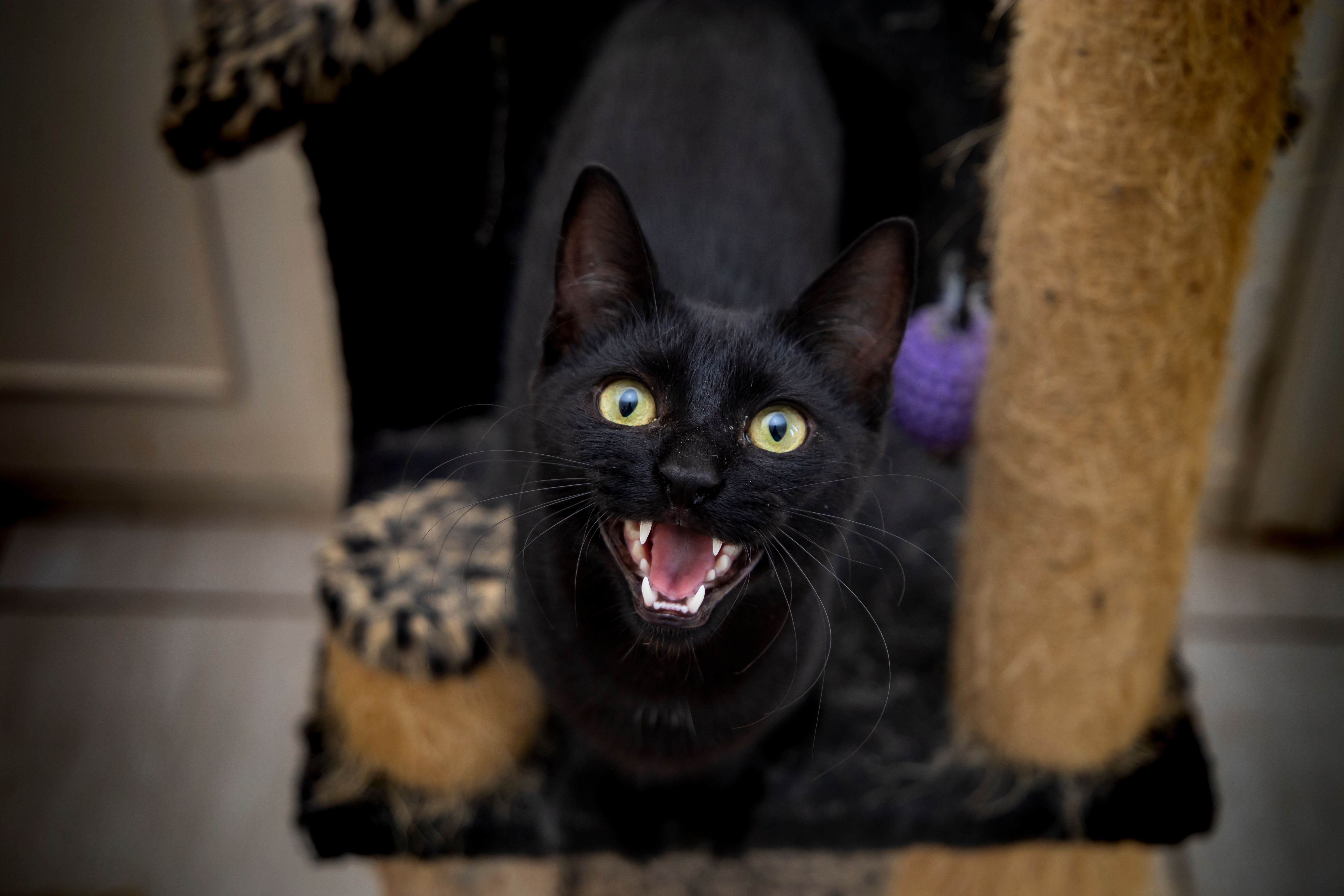 Crno mače koje VIČE BEZ RAZLOGA postalo hit na Redditu: Vlasnik oduševio ljude slikom ljubimca iz azila