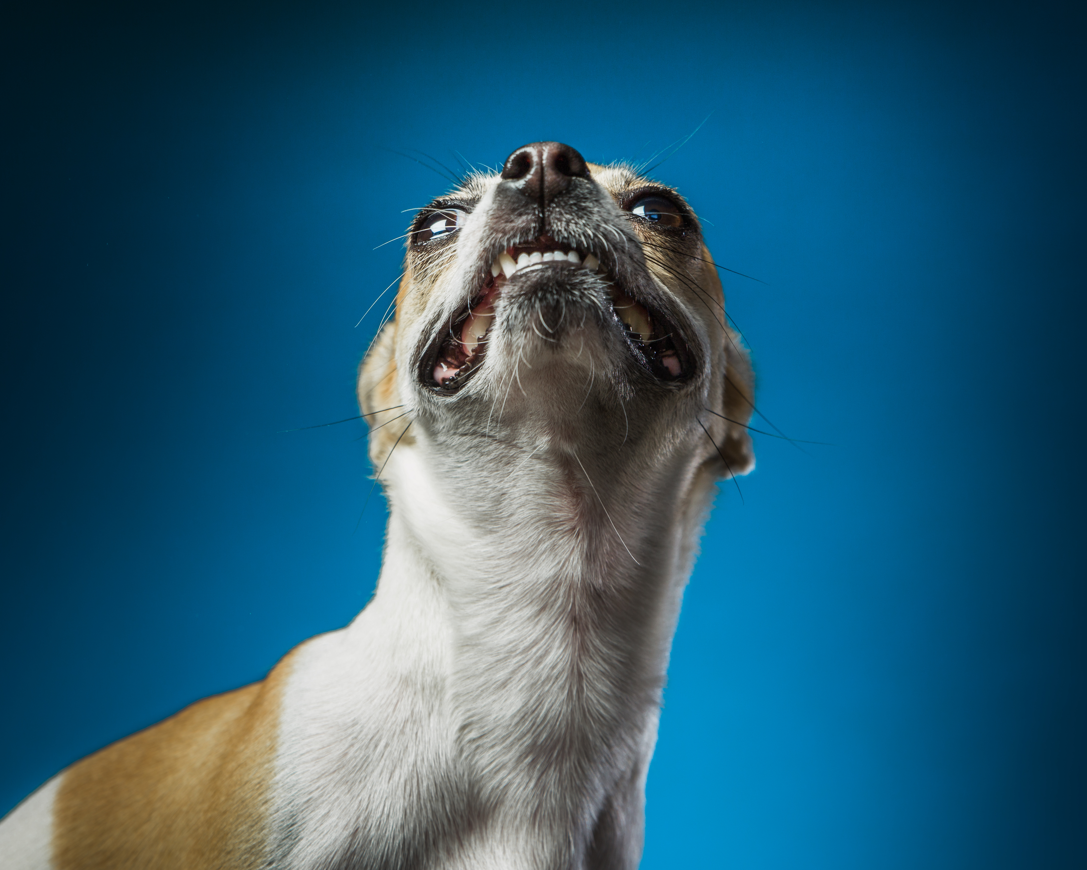 Šta se desi kada neko žedno pije vodu, a čivava pokušava da spava: TikTok video nasmejao internet