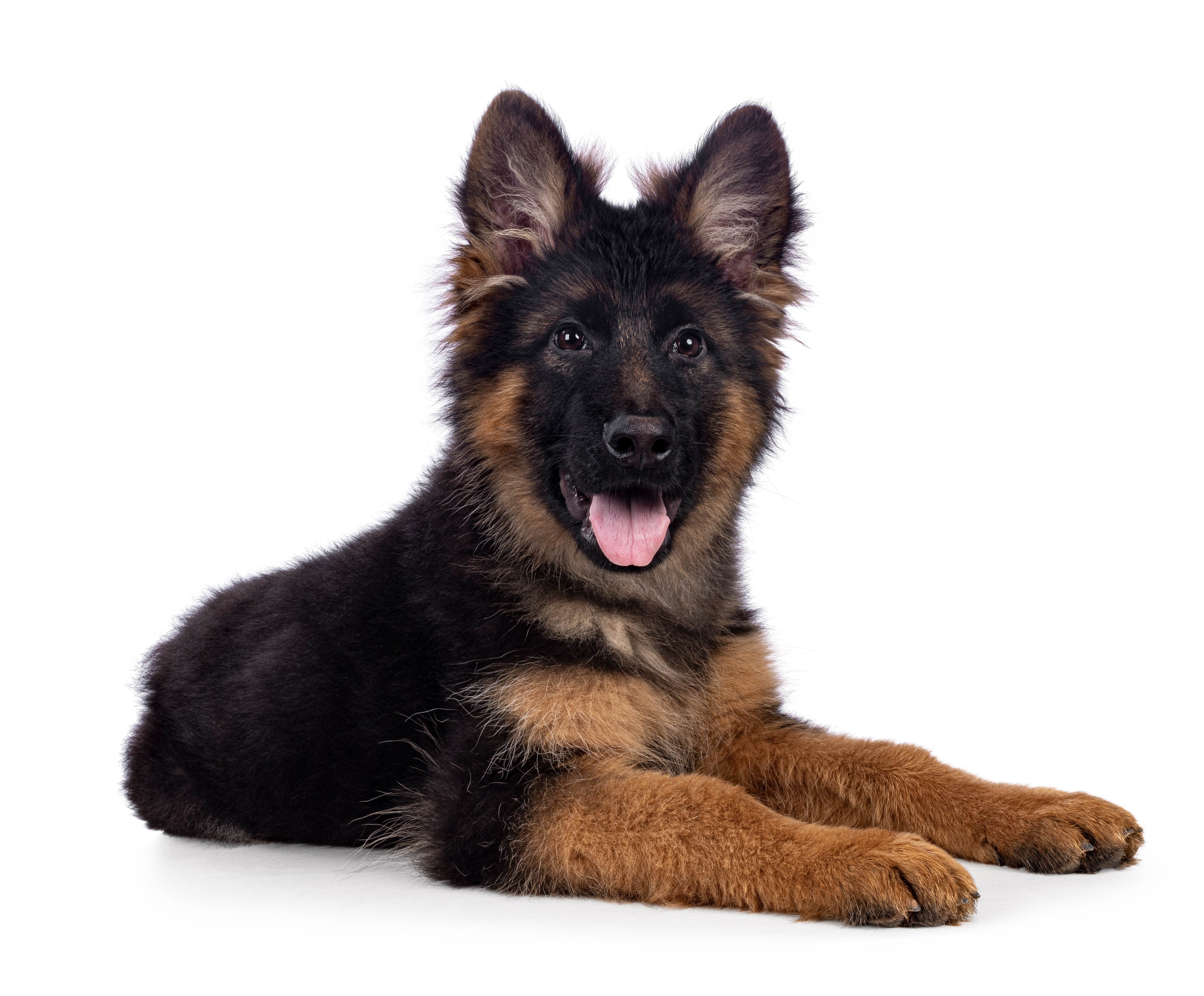 Ni slučajno ne pojačavajte ton: Nemački ovčar veselo lajao dok se igrao, a onda je vlasnik stavio masku