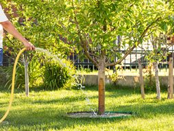 zalivanje, drvo, biljka