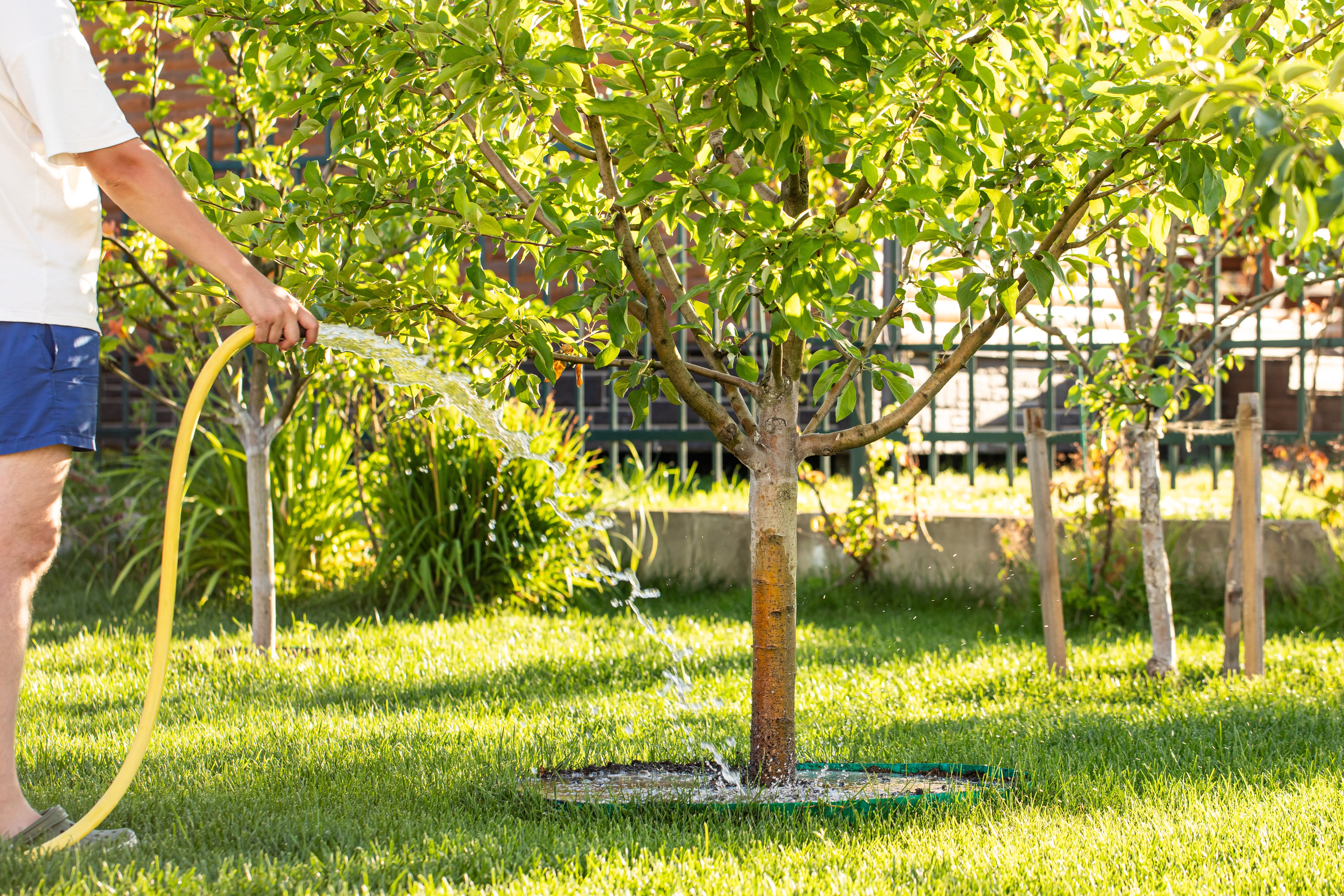 Kako i kada zalivati mlade voćke tokom prve godine: Fatalna greška zbog koje se tek posađena stabla osuše