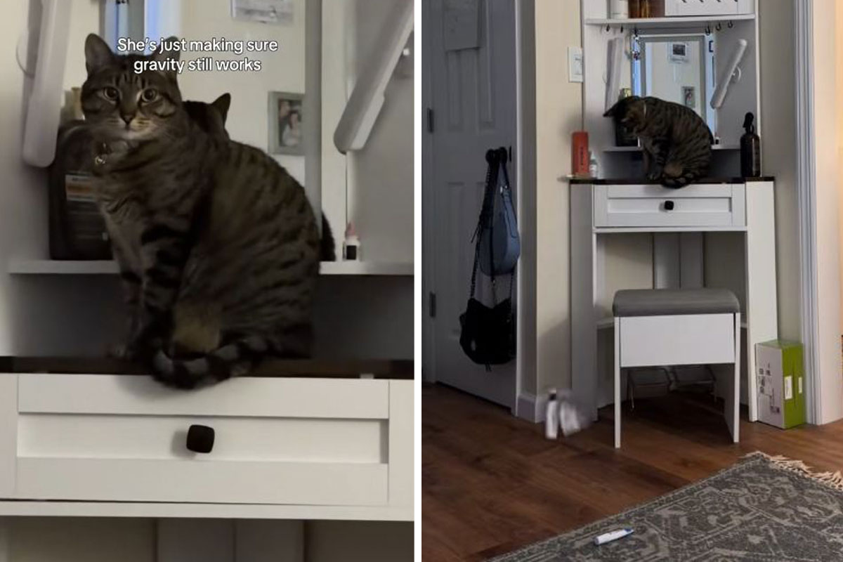 Šta mi to radiš iza leđa: Mačka uhvaćena "na delu" drsko odgovorila kad je snimljena u premetačini