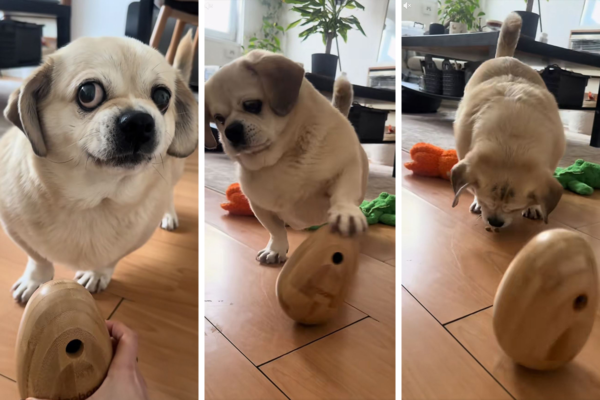 Šta mislite, zašto se bucko pas toliko nervira: Mrzovoljni Miki "puši" se od besa, mora OVO DA RADI da bi jeo