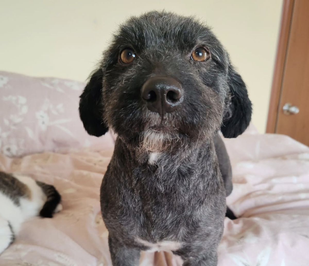 Pas Bebenjko, šnudla bez repa, traži dom: Ovaj šampion u srećnom "vrckanju" nestrpljivo čeka novi dom