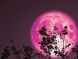pun mesec, ružičasti mesec