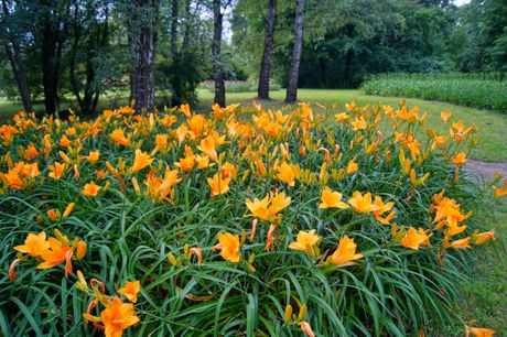 Narandzasti ljiljan, Narandžasti hemerokalis