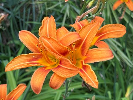 Narandzasti ljiljan, Narandžasti hemerokalis