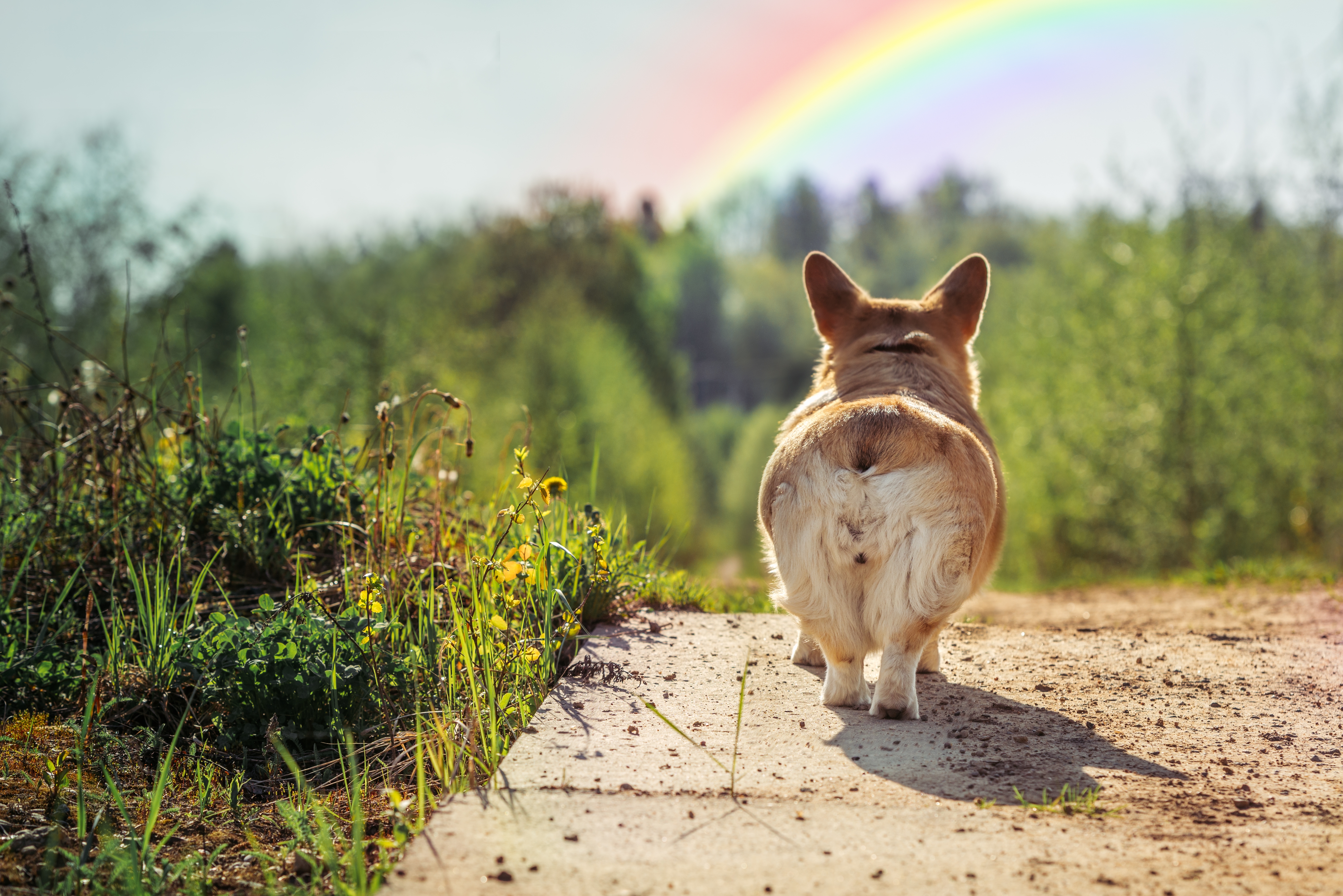 Dragi vlasnici, priznajte: Koliko vas oseća TUGU zbog GUBITKA svog ljubimca iako je on još ŽIV?