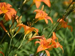 Narandzasti ljiljan, Narandžasti hemerokalis