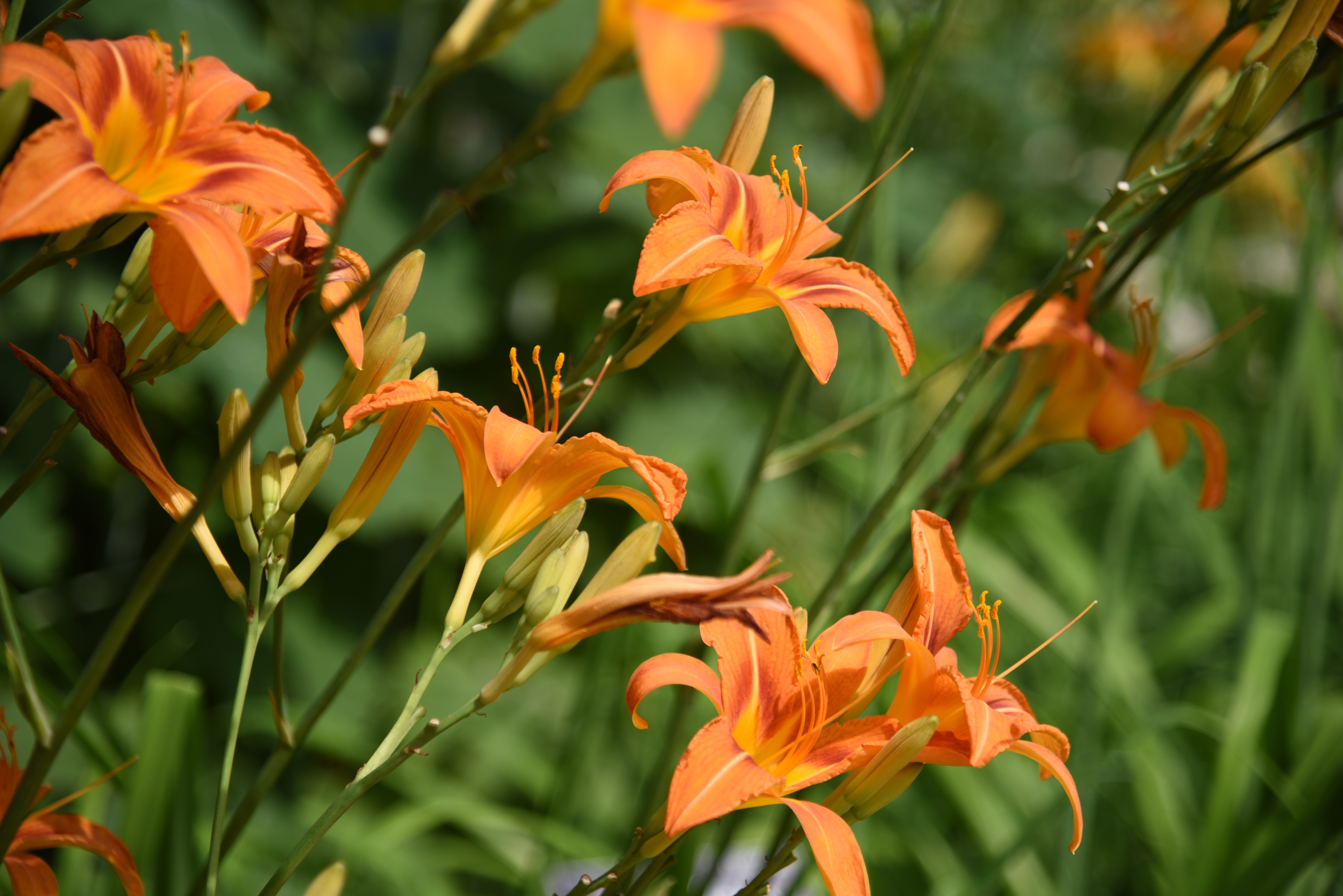 Biljka koja uspeva i kad je zaboravite: Vojvodina je puna ovog narandžastog cveća, evo kako da ga posadite sad