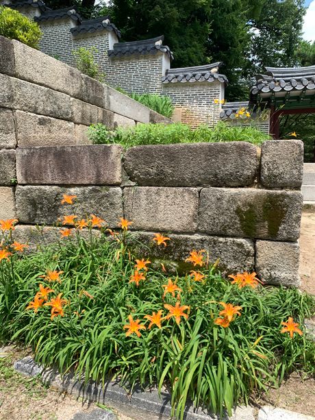 Narandzasti ljiljan, Narandžasti hemerokalis