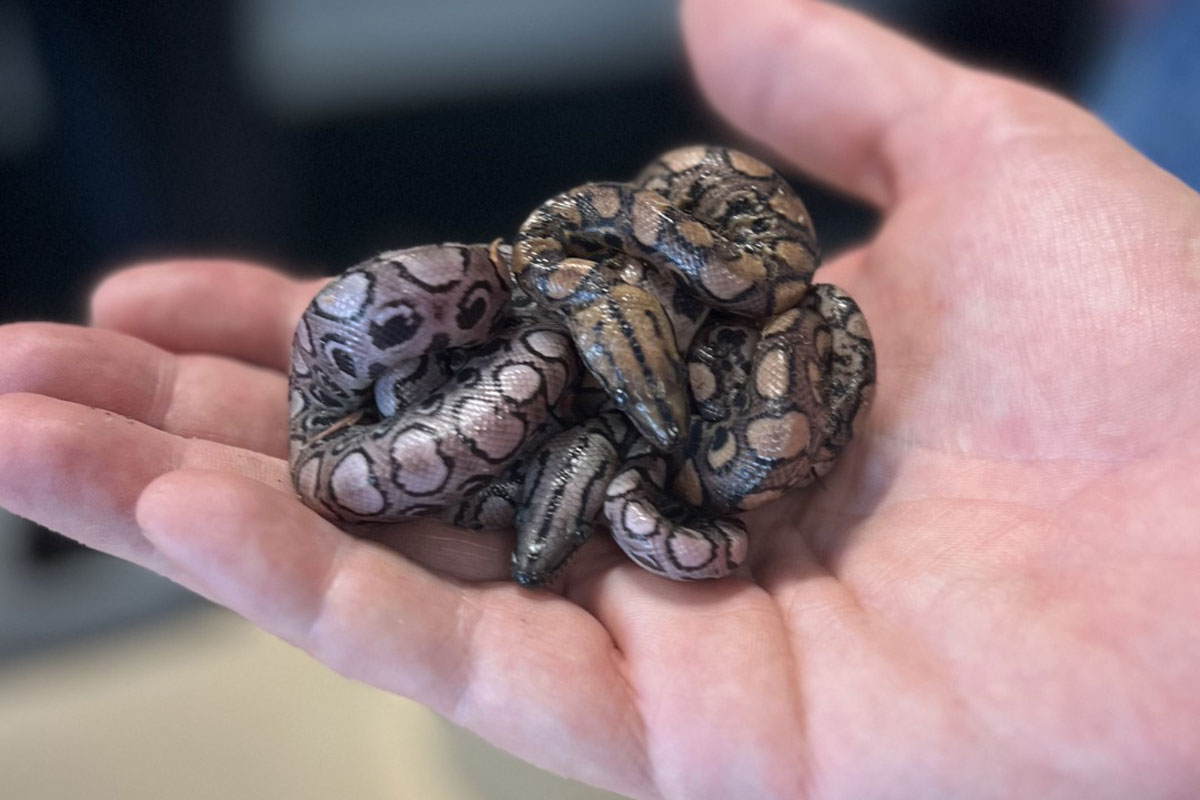 RONALDO iz Britanije po drugi put POSTAO MAJKA: Usamljena dugina zmija ponovila devičanski porođaj