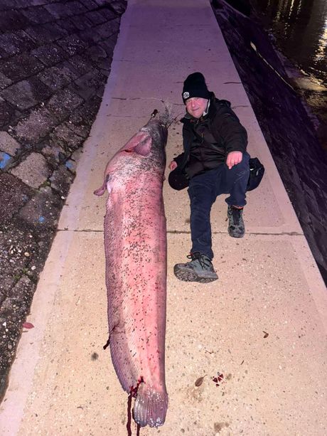 Radovan-Bata Radisavljevic, som