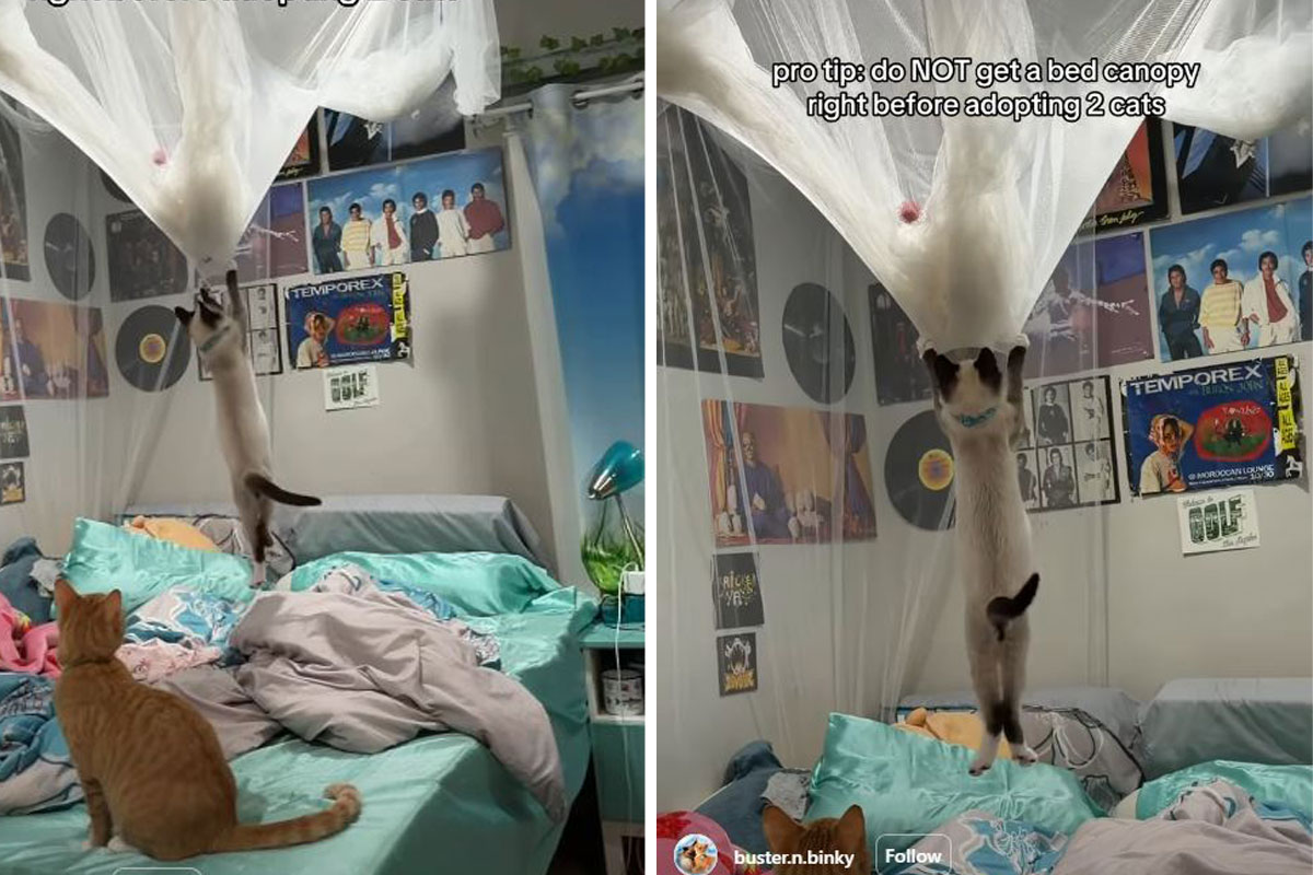 Mačke pretvorile sobu u igralište: Očajna vlasnica snimila u šta se pretvorio baldahin iznad kreveta