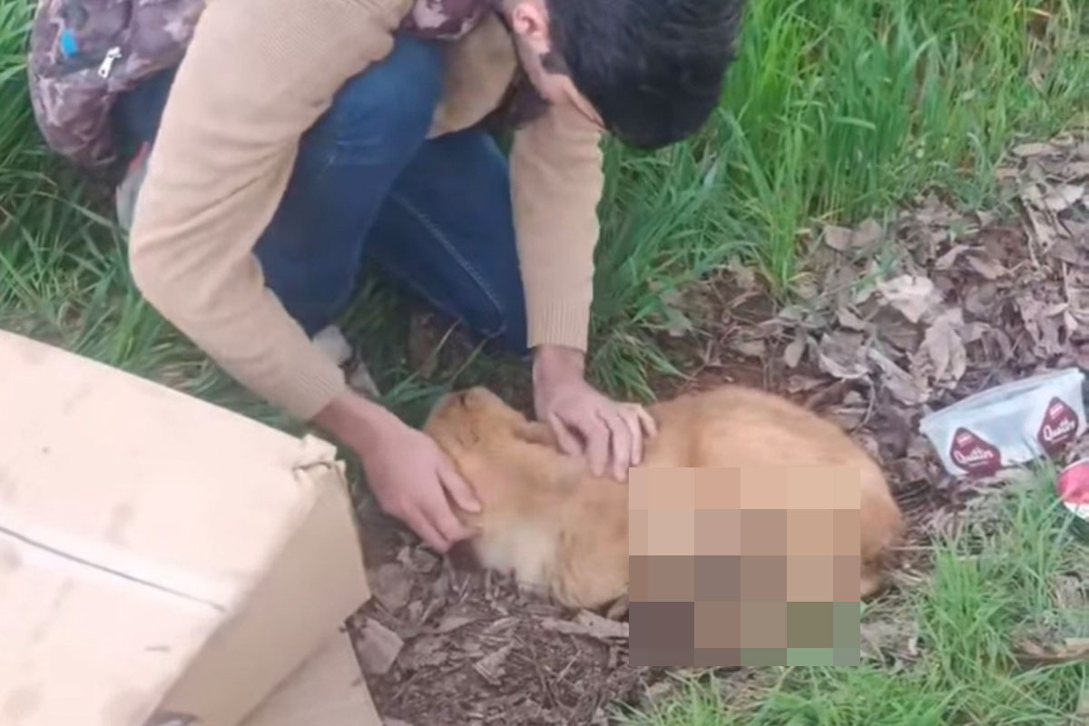 U okolini Niša pronađeno štene odsečenih nogu i genitalija: UPOZORAVAMO osetljive ljude na sadržaj