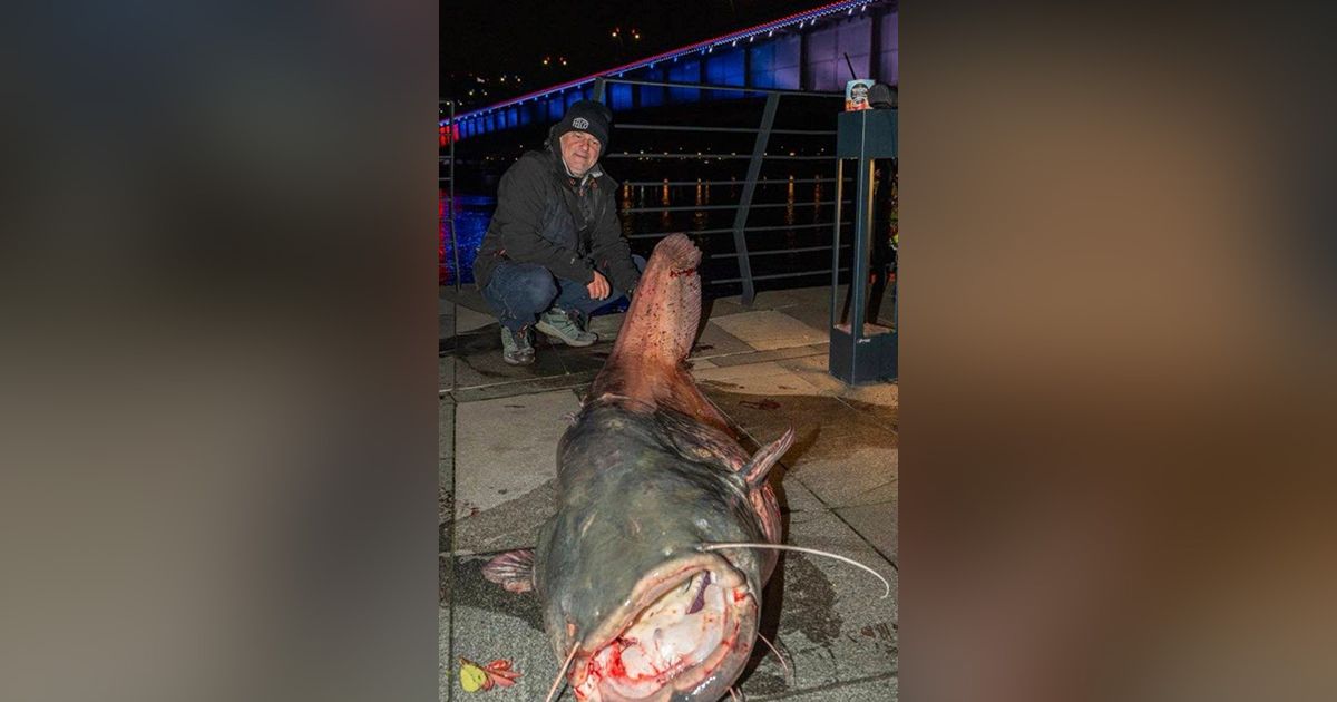 Radovan iz Save u Beogradu izvukao GRDOSIJU: Ulovio kapitalca teškog 100 kila, ovakvu neman još niste videli