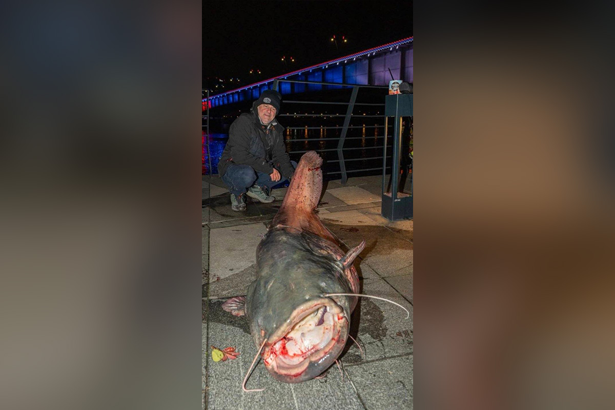 Radovan iz Save u Beogradu izvukao GRDOSIJU: Ulovio kapitalca teškog 100 kila, ovakvu neman još niste videli