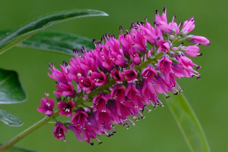 večernja jagorčevina, cvet