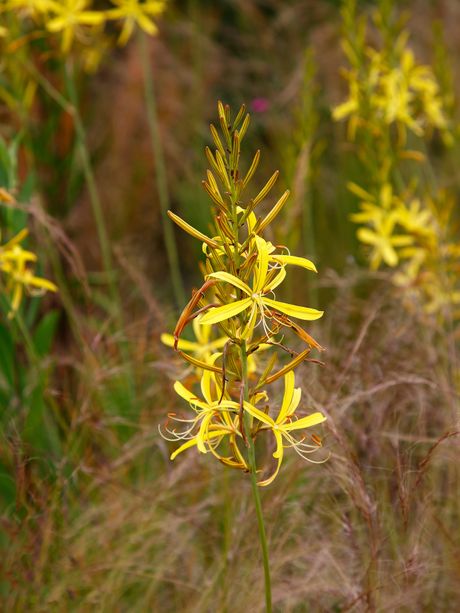 cvet, biljka, liburnika