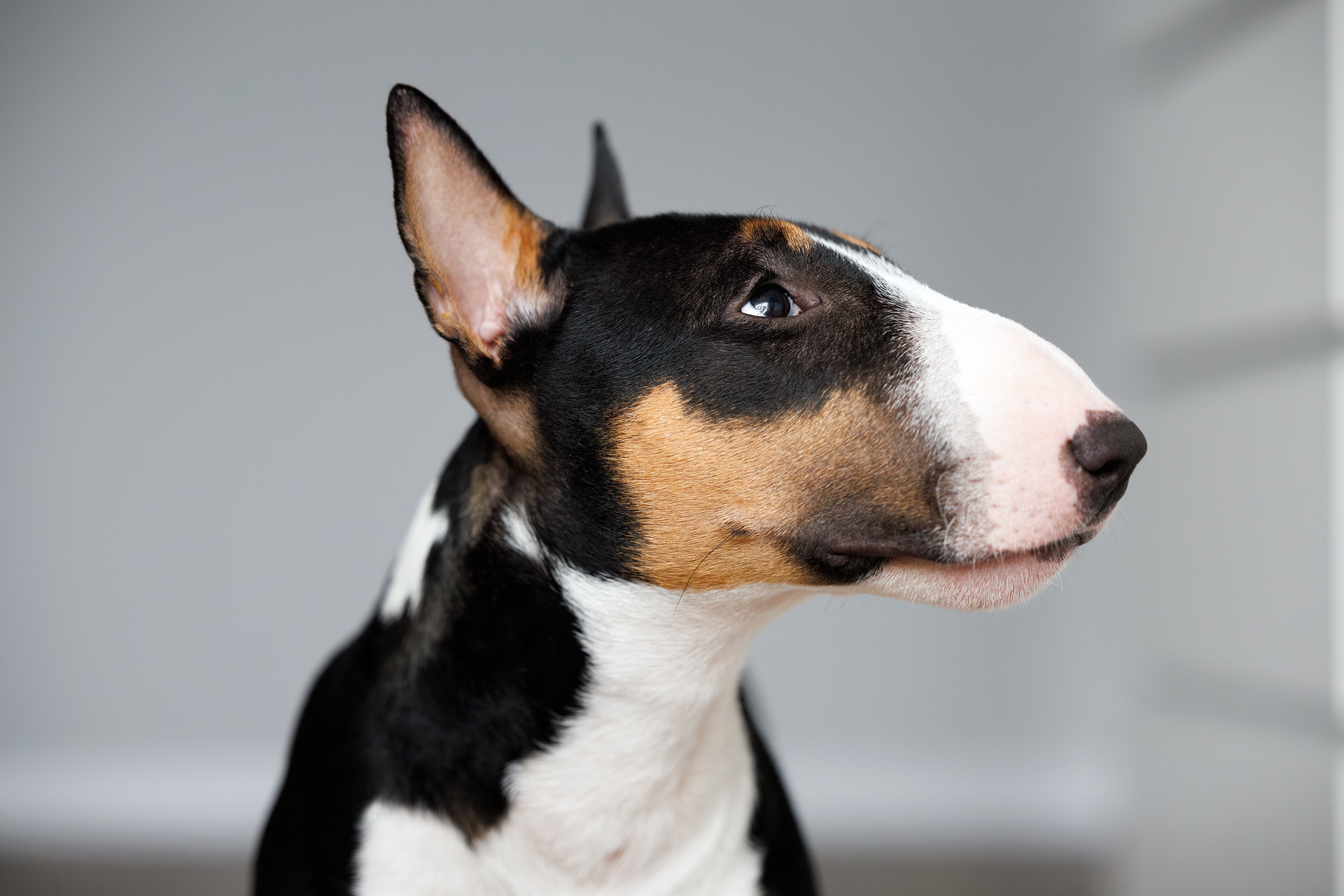 Danas je 1. april, MEĐUNARODNI DAN BUL TERIJERA, rase koju neiskusni vlasnici treba da zaobiđu