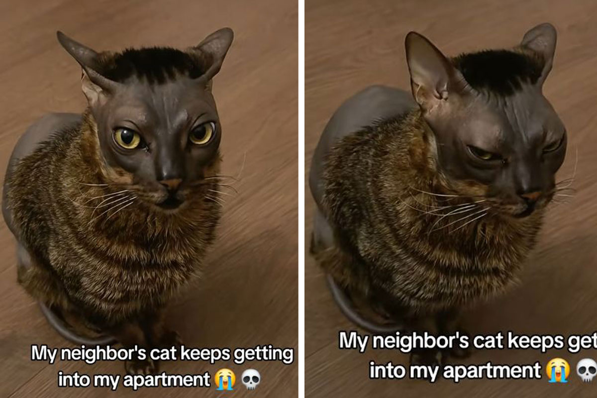 "Čudo sa dronjcima upalo mi je u stan": Komšija se prenerazio kad je u sobi ugledao MAČKU SA ŠIŠKAMA