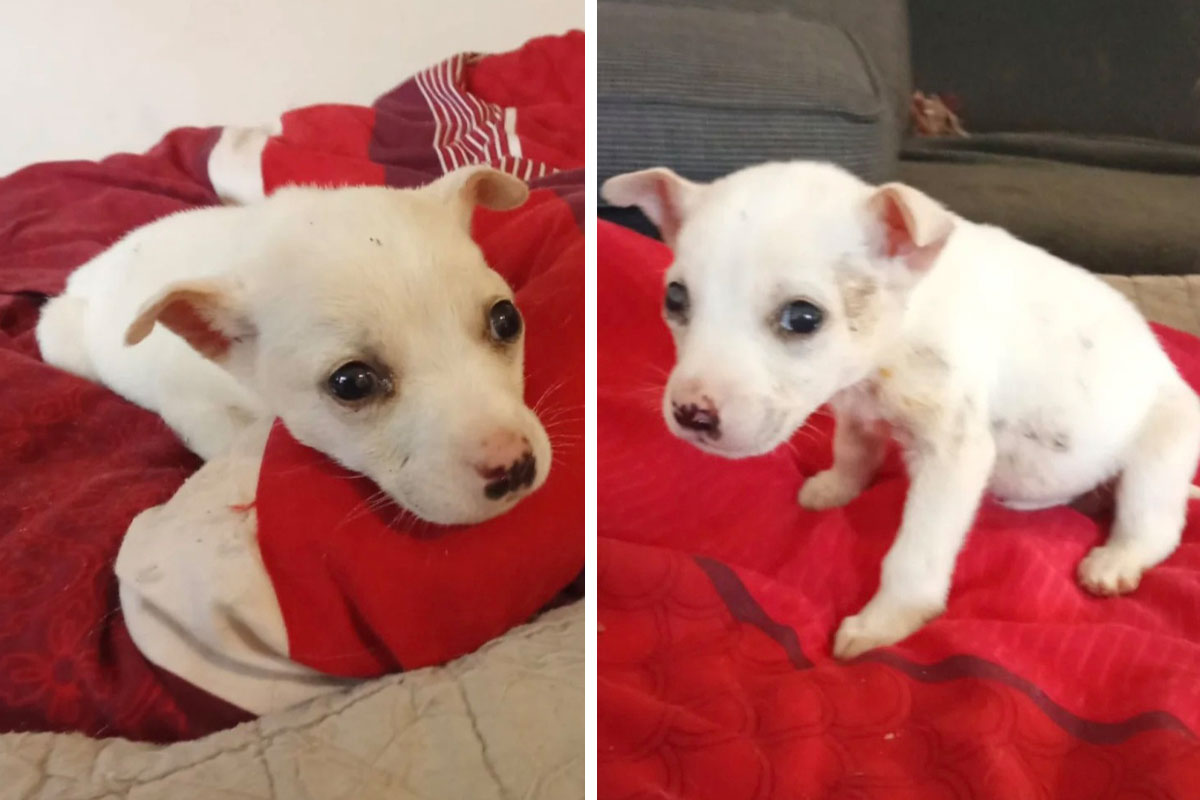 Belo štene, promrzlo i gladno, nađeno na kiši: Kad je u Šapcu svanulo jutro, pogled malog psa rekao je sve...