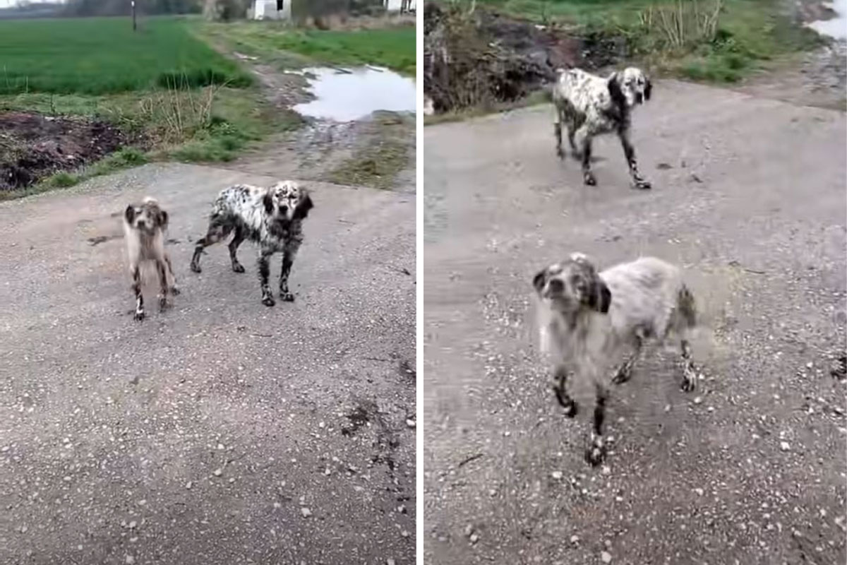 Alarmantni apel: Dva engleska setera izbačena u selu iza Cera, jedan pas kost i koža, izbijeno mu oko