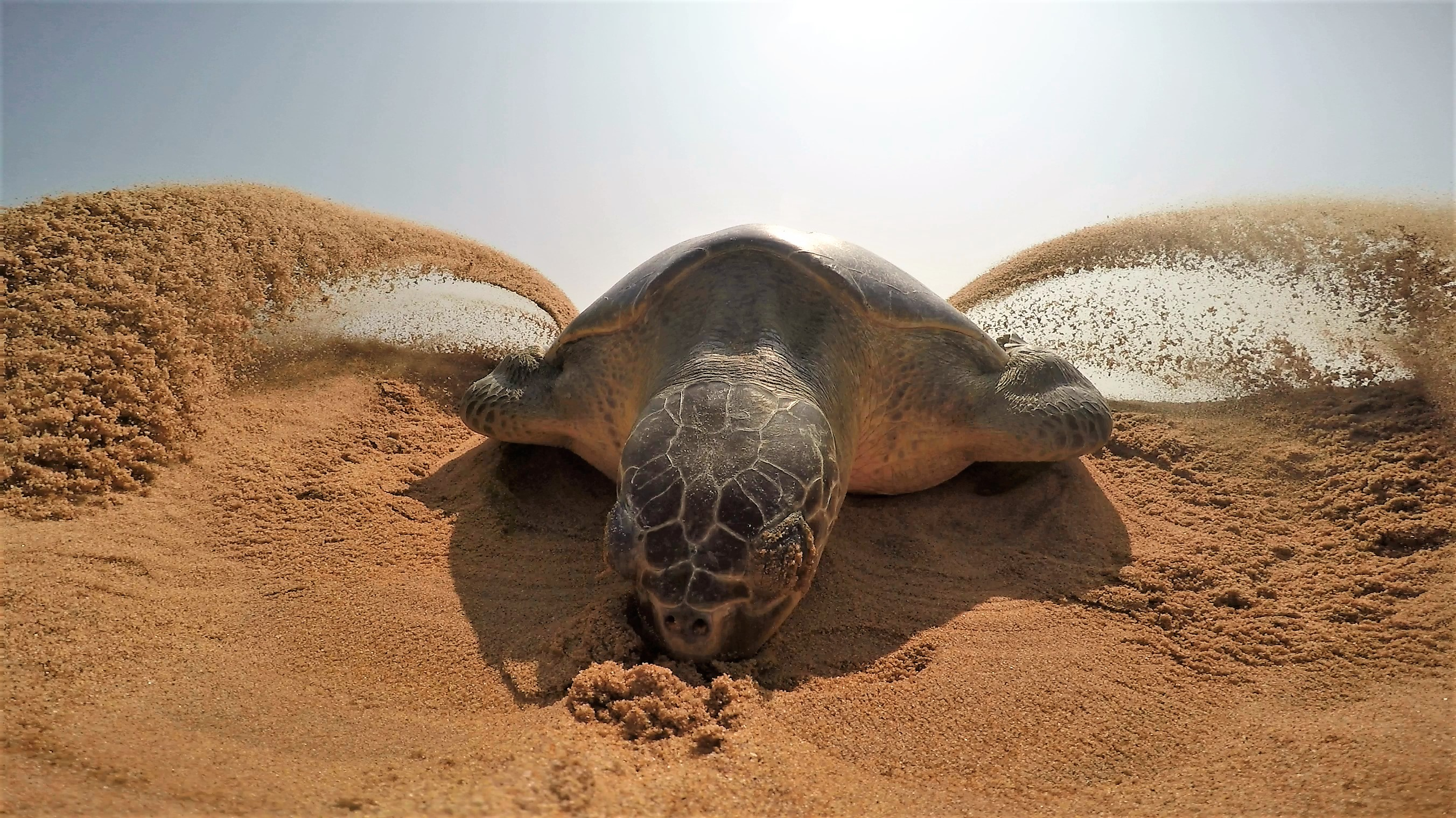 Uznemirujući snimak iz Meksika: Lopovi kradu jaja morskih kornjača dok se one gnezde na zaštićenoj plaži