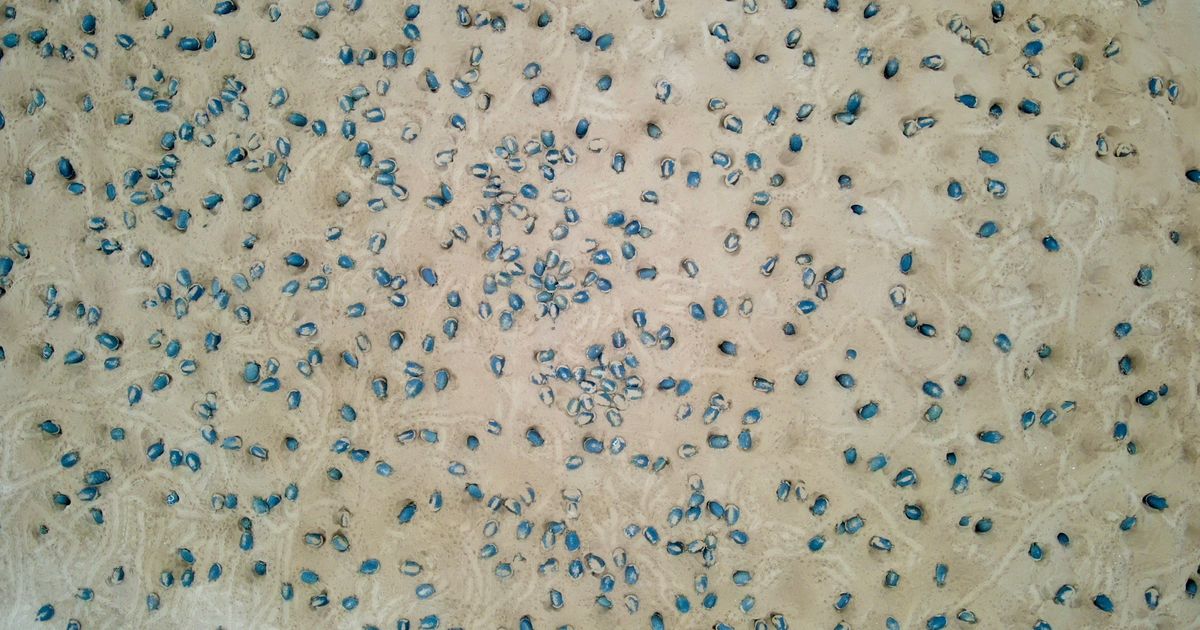 SENZACIJA U DUBINAMA AMAZONA Dronovi otkrili skriveni svet sa 40.000 neobičnih stvorenja